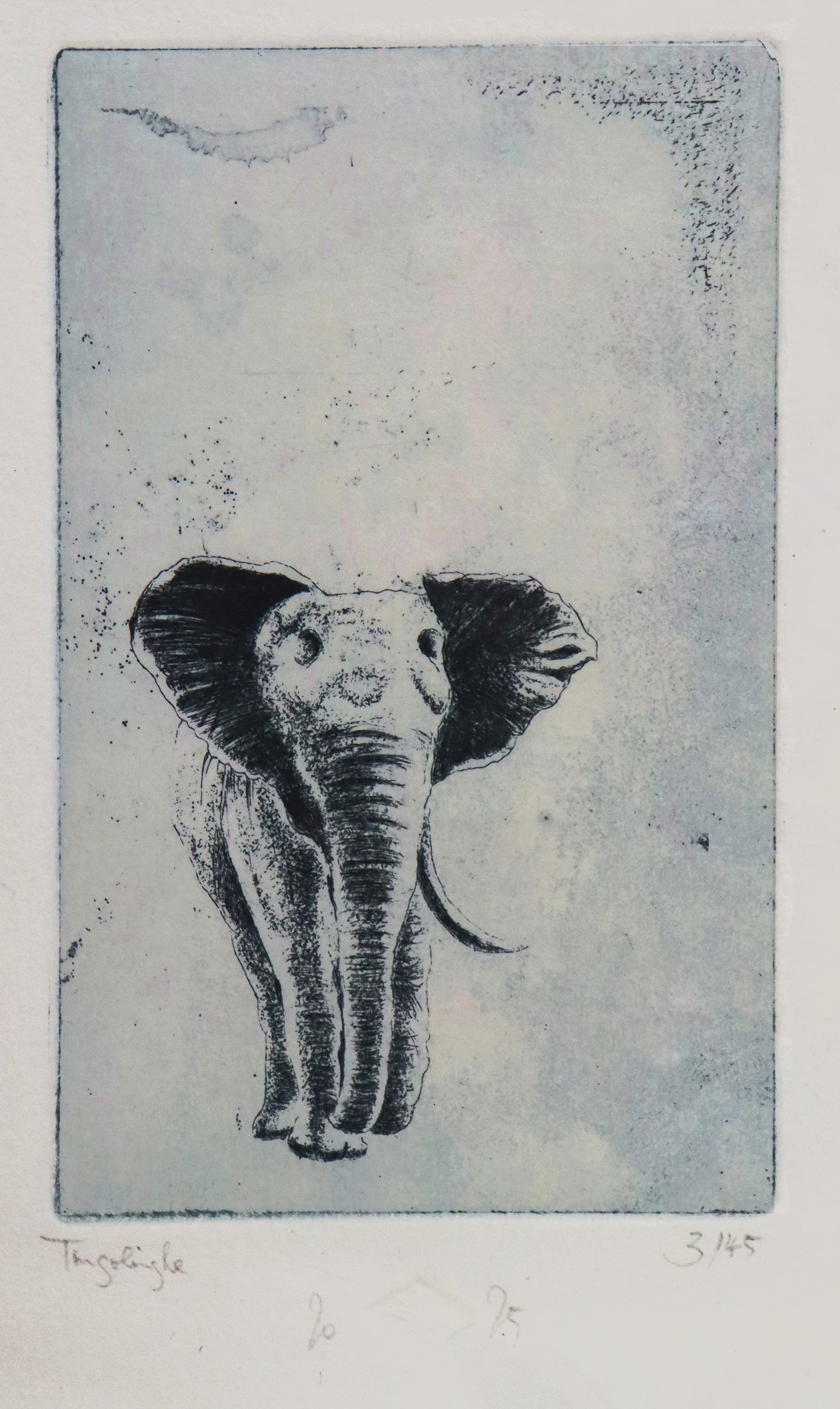 Original Radierung von Frank Lindenberg, Darstellung eines Elefanten mit einem Stoßzahn, Radierung auf Papier , mit Titel, Signatur und Abzugnummer, Detailansicht, erhältlich bei Galerie Waldbach - What The Artist Made