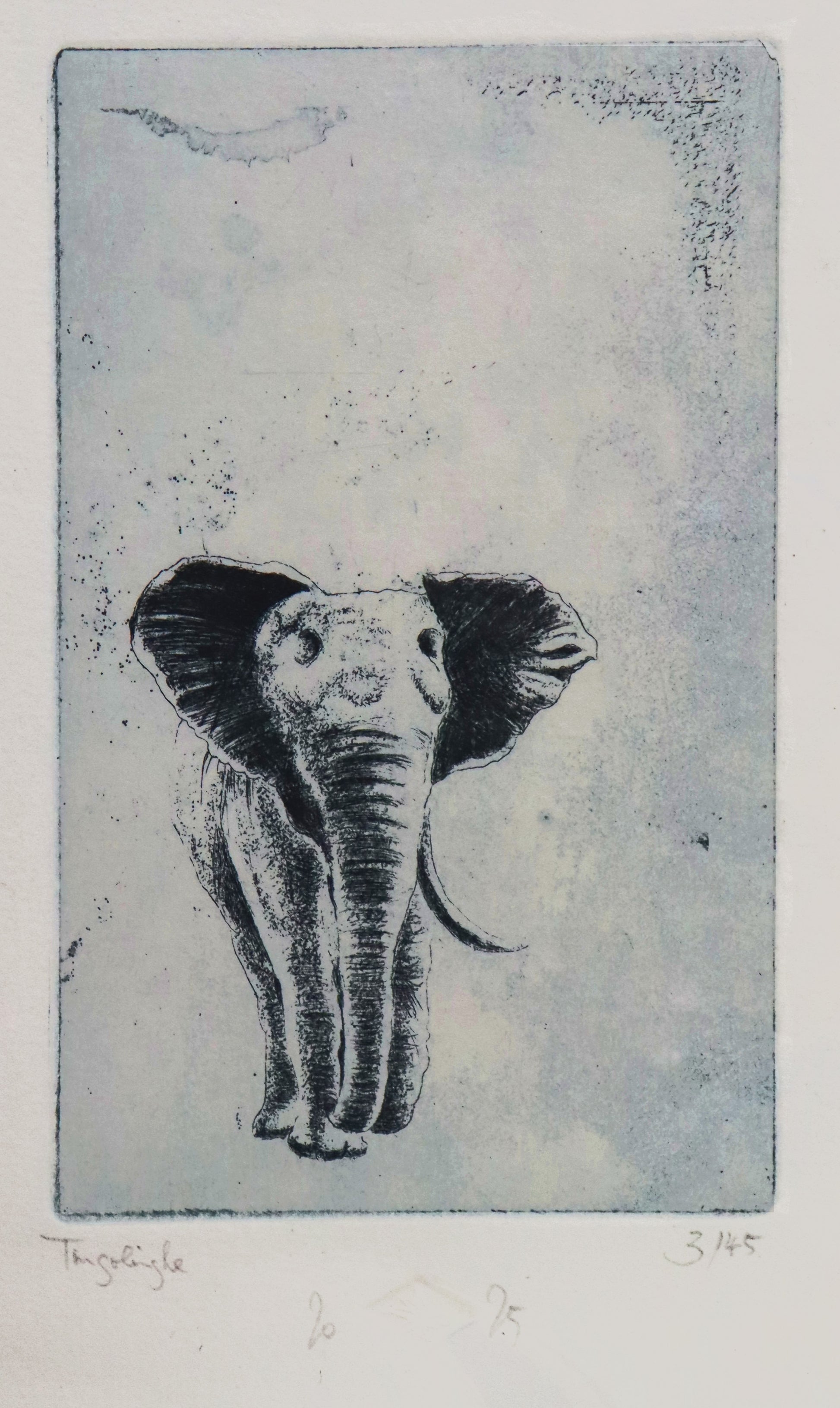 Original Radierung von Frank Lindenberg, Darstellung eines  Elefanten mit einem Stoßzahn, Radierung auf Papier , mit Titel, Signatur und Abzugnummer, Detailansicht,  erhältlich bei Galerie Waldbach - What The Artist Made