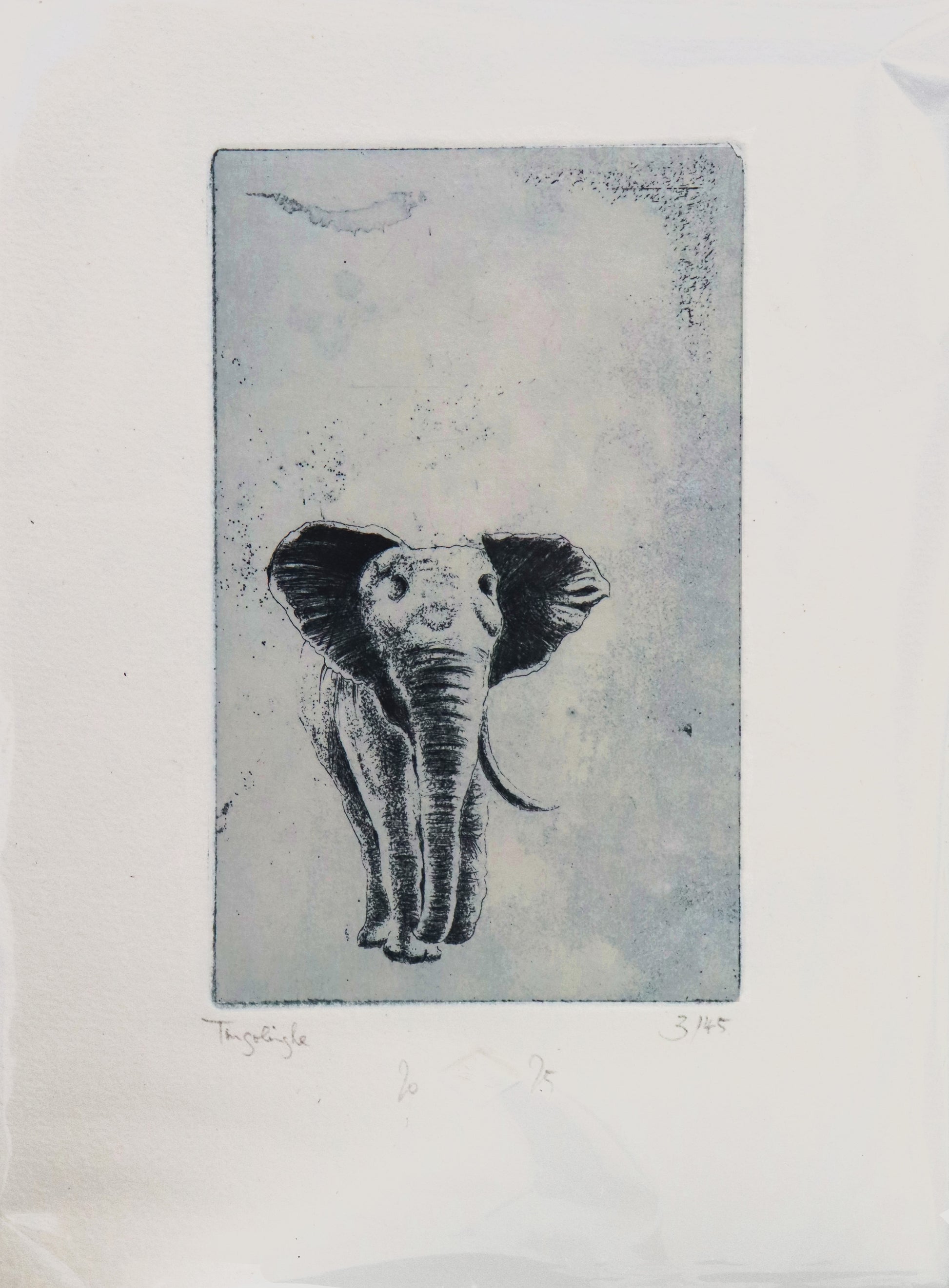 Original Radierung von Frank Lindenberg, Darstellung eines  Elefanten mit einem Stoßzahn, Radierung auf Papier , mit Titel, Signatur und Abzugnummer, erhältlich bei Galerie Waldbach - What The Artist Made